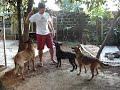 Wolf, Slay, Kanga and I playing fetch at the garden