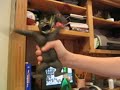 Monkey Dance Monkey Dance