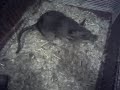 rat gambie