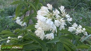 Staphylea cholchica Bluddernut 