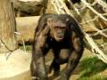 videos de Zoo Barcelona - Demos Casio FH20