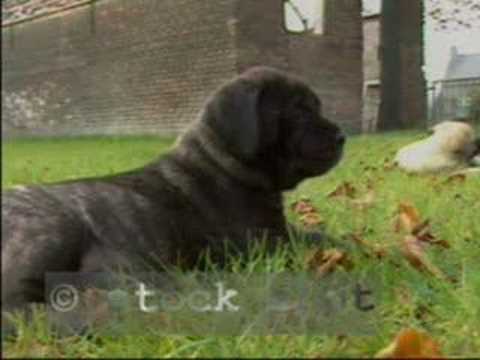 bullmastiff