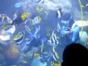 Diver feeds reef fish at Aquarium of the Pacific, Long Beach, CA Diver feeds reef fish at Aquarium of the Pacific, Long Beach, CA