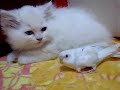 TheBudgieBirds - White Cat&White Budgie