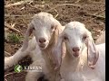 Importance of including calcium suppliment in goats