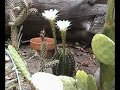 Caito-Cazaba el tigre palomas