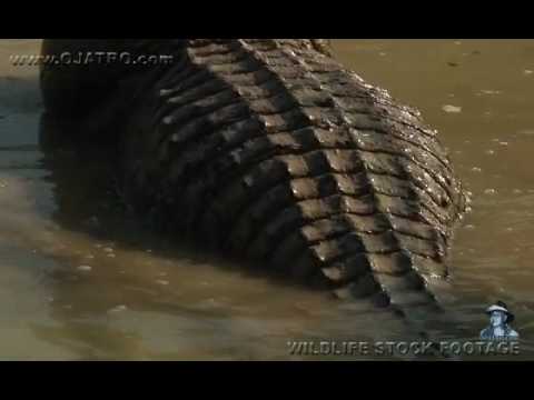 Male Alligator