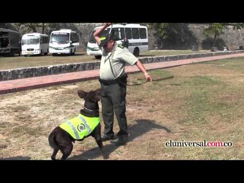 Los caninos también tienen su cuota para la seguridad de Cartagena en la VI Cumbre de las Américas. 