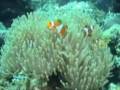 videos de Barriera Corallina Mare e Fondali Marini
