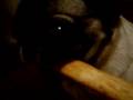 Pug video