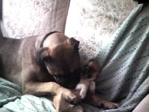 bullmastiff