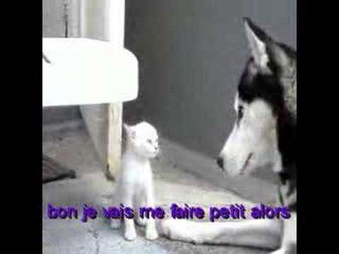 petit chat et grand chien