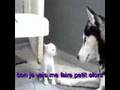 petit chat et grand chien