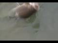 videos de fish caught on Stubby Steve's