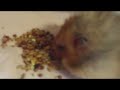 Camster The Hamster