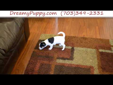 Spunk Jack Russell Terrier Male Puppy