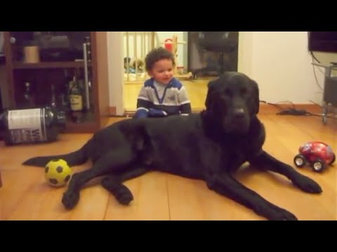 labradors - (Part 2 - 2 years later) http://www.youtube.com/watch?v=ToTwr-u2JfE (Part 3) http://www.youtube.com/watch?v=_td2Vd8GSUY http://www.Jerry-Kadavil.com (Persona...