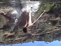 Merced River: Daniel Jumps In
