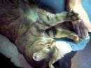 ??????????chat cat ?? ??????????chat cat ??