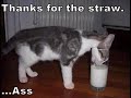 ♥♥♥ Very funny cats 2 ♥♥♥