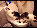 very-funny-cats-3.html