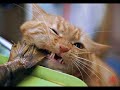 ♥♥♥ very funny cats 2 ♥♥♥