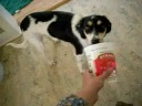 Bowie Loves Yogurt Bowie Loves Yogurt