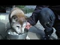 みえない汚染・飯舘村の動物たち(92分・白黒/カラー) 飯舘村