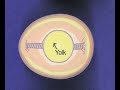 Incubation and the Hatchery - Part 1