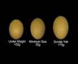 Incubation and the Hatchery - Part 1