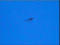 T-rex 450 at Mather Field T-rex 450 at Mather Field