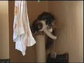 ??????????? falling kitten ??????????? falling kitten