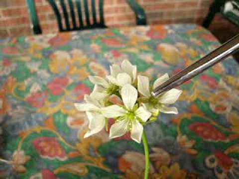 how to harvest venus flytrap seeds