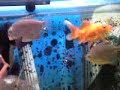 My aquarium handmade  250 lit 