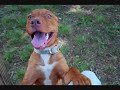 Taking Down Ignorance One Belly Rub at a Time.
