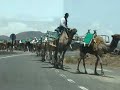 camellos en lanzarote