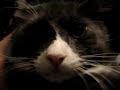 The Buttercats #3