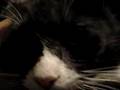 The Buttercats #3