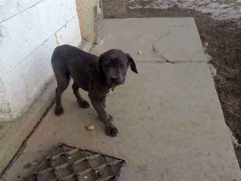 cane corso