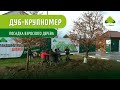 Посадка взрослого дерева  Дуб крупномер