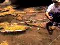 videos de SOGAY ECOSISTEMAS BIOLOGIA (4/7)2008