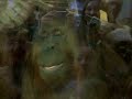 Orangutan(Mr.Upchuck) eating snot and more