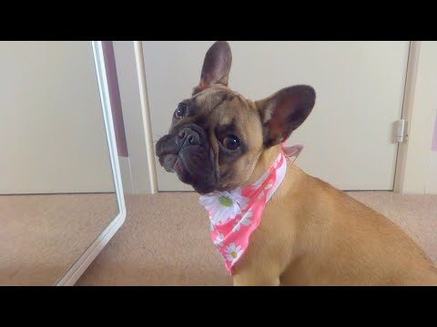 French Bulldog's first trip to the pet store!