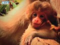 O Macaco do Vale do Diabo \"Jap�o\"
