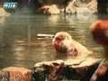 O Macaco do Vale da Morte Japão