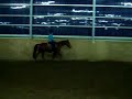 Tennessee Walker mare - walking- without bridle