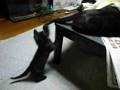 親黒猫の尻尾で遊ぶ