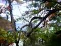 View from Anse Chastenet Balconey, part 1