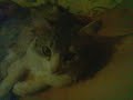 Ебаный шашлык.3gp