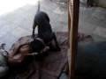 videos de pitbulls